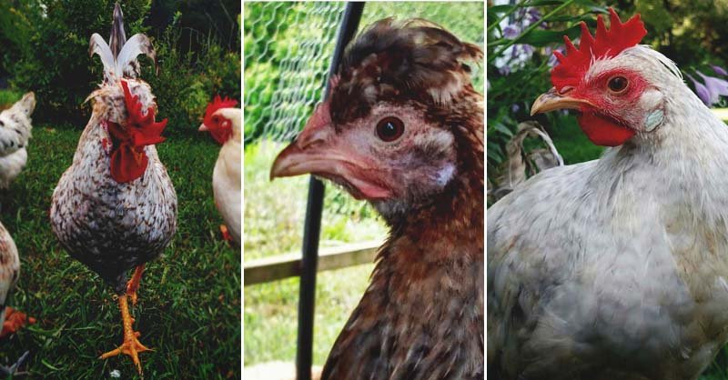 tăng lực gà đá công ty quốc tế aiz,Tăng Lực Gà Đá Công Ty Quốc Tế Aiz: Thứ Hai, Bước Tiến Mới Trong Ngành Thể Thao tăng lực gà đá công ty quốc tế aiz,Tăng Lực Gà Đá Công Ty Quốc Tế Aiz: Thứ Hai, Bước Tiến Mới Trong Ngành Thể Thao