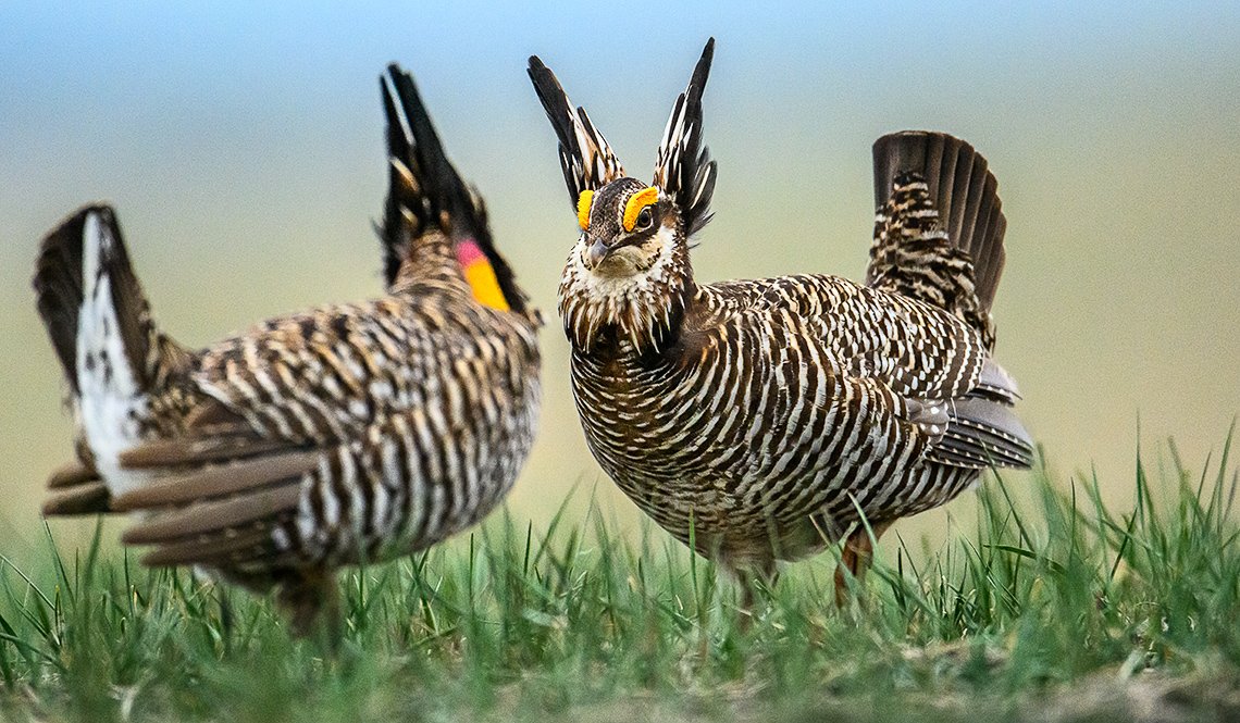 đá gà ở thái lan,Giới thiệu đá gà ở thái lan,Giới thiệu