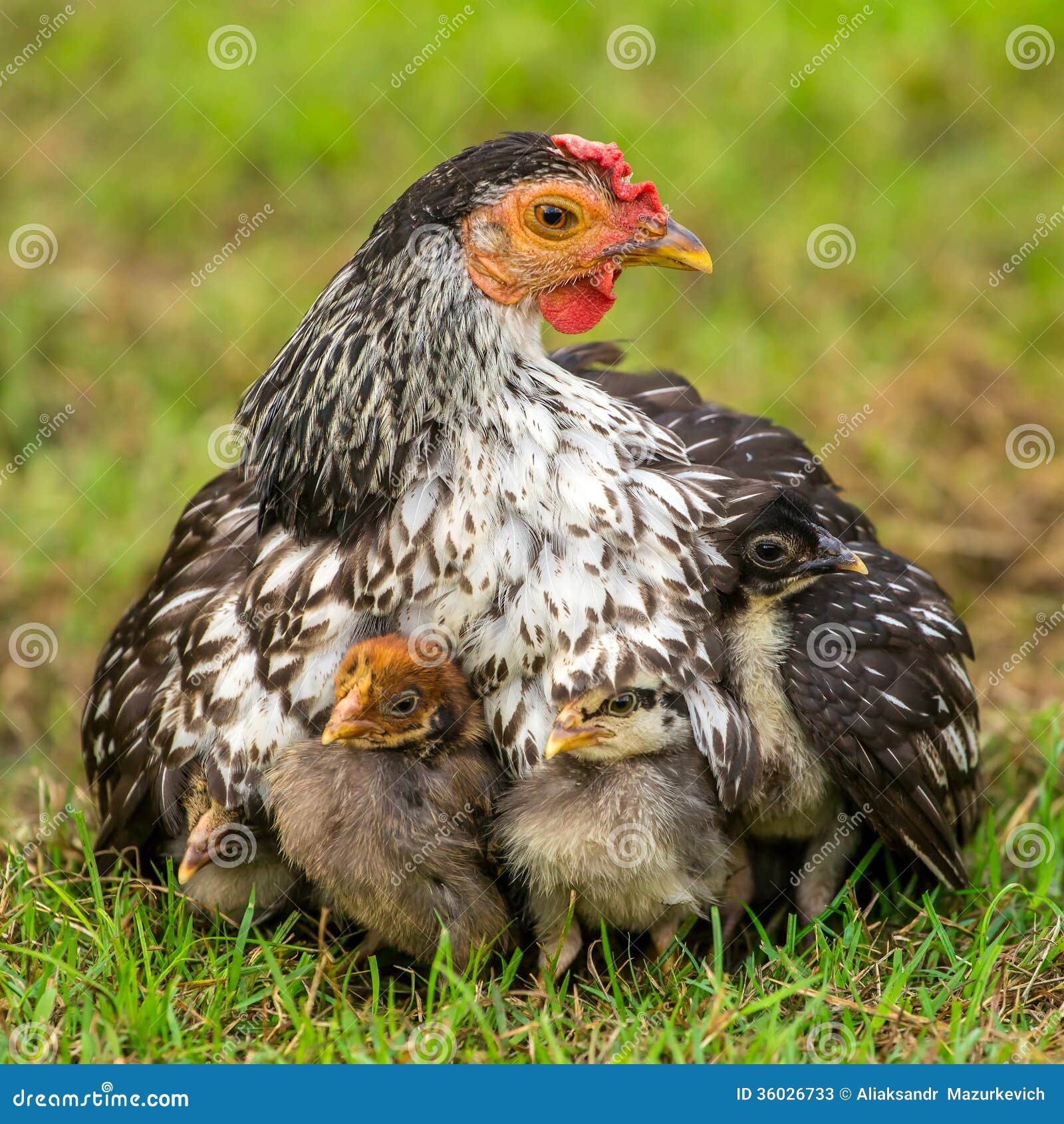 đá gà thomo 20 tháng 5,Đá gà Thomo 20/5: Thứ hai, Đặc điểm và Kết quả Cân nhắc đá gà thomo 20 tháng 5,Đá gà Thomo 20/5: Thứ hai, Đặc điểm và Kết quả Cân nhắc