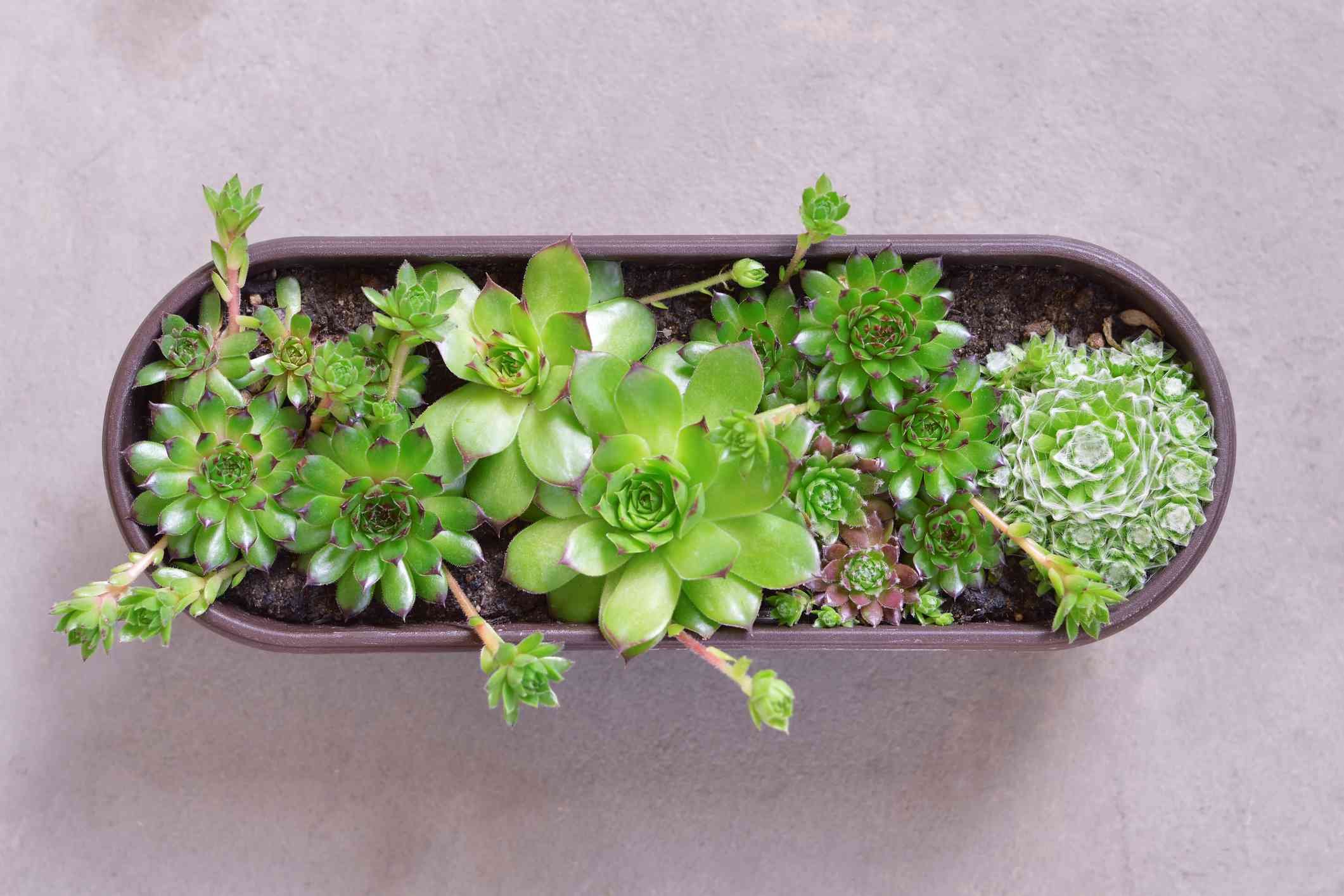 trường gà đá,Trường Gà Đá: Một Sự Kết Hợp Độc Đáo Của Ẩm Thực và Thể Thao trường gà đá,Trường Gà Đá: Một Sự Kết Hợp Độc Đáo Của Ẩm Thực và Thể Thao
