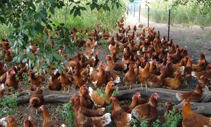 đá gà cựa sắt hay nhất thế giới,Đá gà cựa sắt hay nhất thế giới đá gà cựa sắt hay nhất thế giới,Đá gà cựa sắt hay nhất thế giới