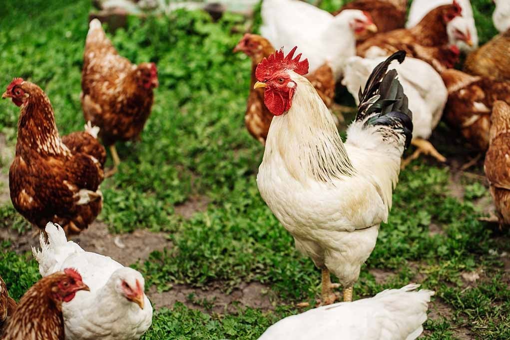 xem đá gà cựa,Độ C của Xem Đá Gà Cựa: Tất tần tật những thông tin cần biết xem đá gà cựa,Độ C của Xem Đá Gà Cựa: Tất tần tật những thông tin cần biết