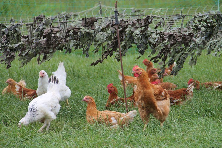 cách ngâm lúa cho gà đá,Cách Ngâm Lúa Cho Gà Đá: Bí Quyết Tăng Cường Sức Mạnh Cho Gà Đá cách ngâm lúa cho gà đá,Cách Ngâm Lúa Cho Gà Đá: Bí Quyết Tăng Cường Sức Mạnh Cho Gà Đá