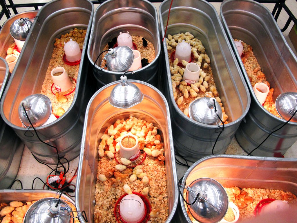 trại gà đá của hưng cần thơ,Trại gà đá Hưng Cần Thơ: Điểm đến không thể bỏ lỡ trại gà đá của hưng cần thơ,Trại gà đá Hưng Cần Thơ: Điểm đến không thể bỏ lỡ