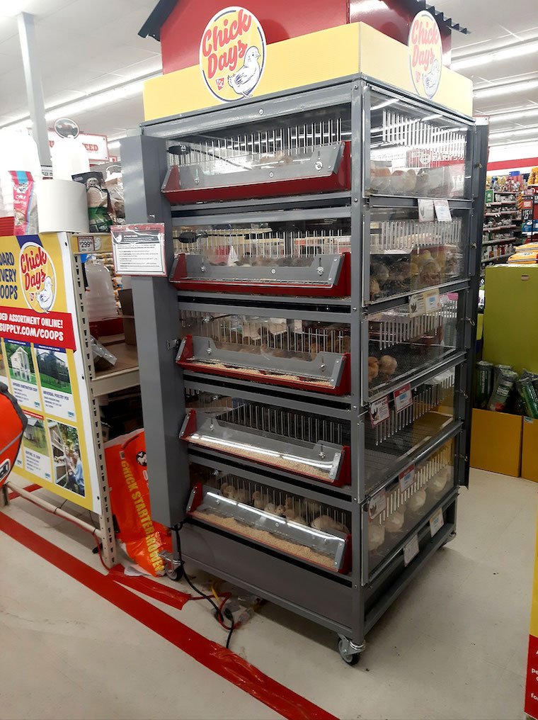 gà đá vảy vấn sáu,Giới Thiệu Chi Tiết Độ C Gà Đá Vảy Vấn Sáu gà đá vảy vấn sáu,Giới Thiệu Chi Tiết Độ C Gà Đá Vảy Vấn Sáu