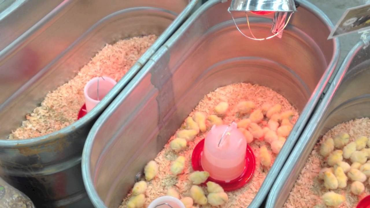 đá gà thomo ngày 29 tháng 6 năm 2019 đá gà thomo ngày 29 tháng 6 năm 2019