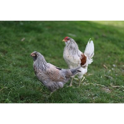 trại gà đá ở tp.hcm,Trại gà đá ở TP.HCM: Điểm đến mới cho những người đam mê trại gà đá ở tp.hcm,Trại gà đá ở TP.HCM: Điểm đến mới cho những người đam mê