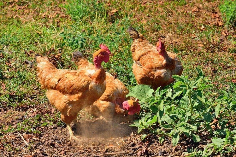 dạy cách xem vảy gà đá cựa sắt,Đánh Giá Độ Của Vảy Gà Đá Cựa Sắt: Hướng Dẫn Chi Tiết dạy cách xem vảy gà đá cựa sắt,Đánh Giá Độ Của Vảy Gà Đá Cựa Sắt: Hướng Dẫn Chi Tiết