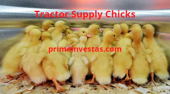 kinh nghiệm đá gà,Kinh Nghiệm Đá Gà: Những Bí Quyết Thành Công Không Thể Bỏ Qua