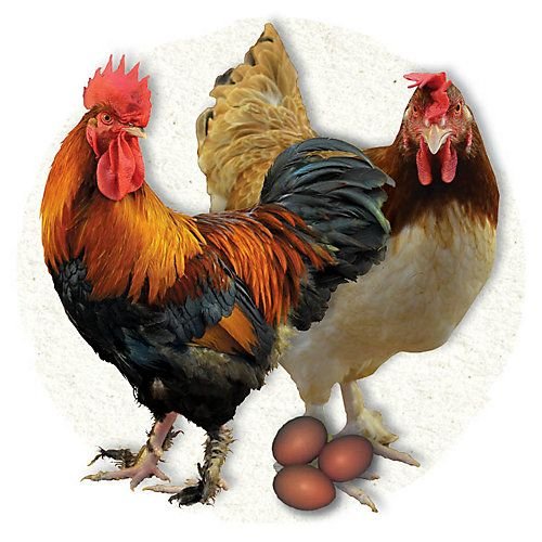 xem đá gà trực tiếp ngày hôm nay,Chi Tiết Độ C: Xem Đá Gà Trực Tiếp Ngày Hôm Nay xem đá gà trực tiếp ngày hôm nay,Chi Tiết Độ C: Xem Đá Gà Trực Tiếp Ngày Hôm Nay