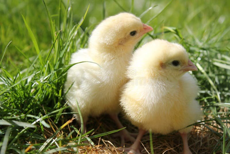 gà thái lan đá cựa sắt,Giới Thiệu Chi Tiết Độ C Của Gà Thái Lan Đá Cựa Sắt gà thái lan đá cựa sắt,Giới Thiệu Chi Tiết Độ C Của Gà Thái Lan Đá Cựa Sắt