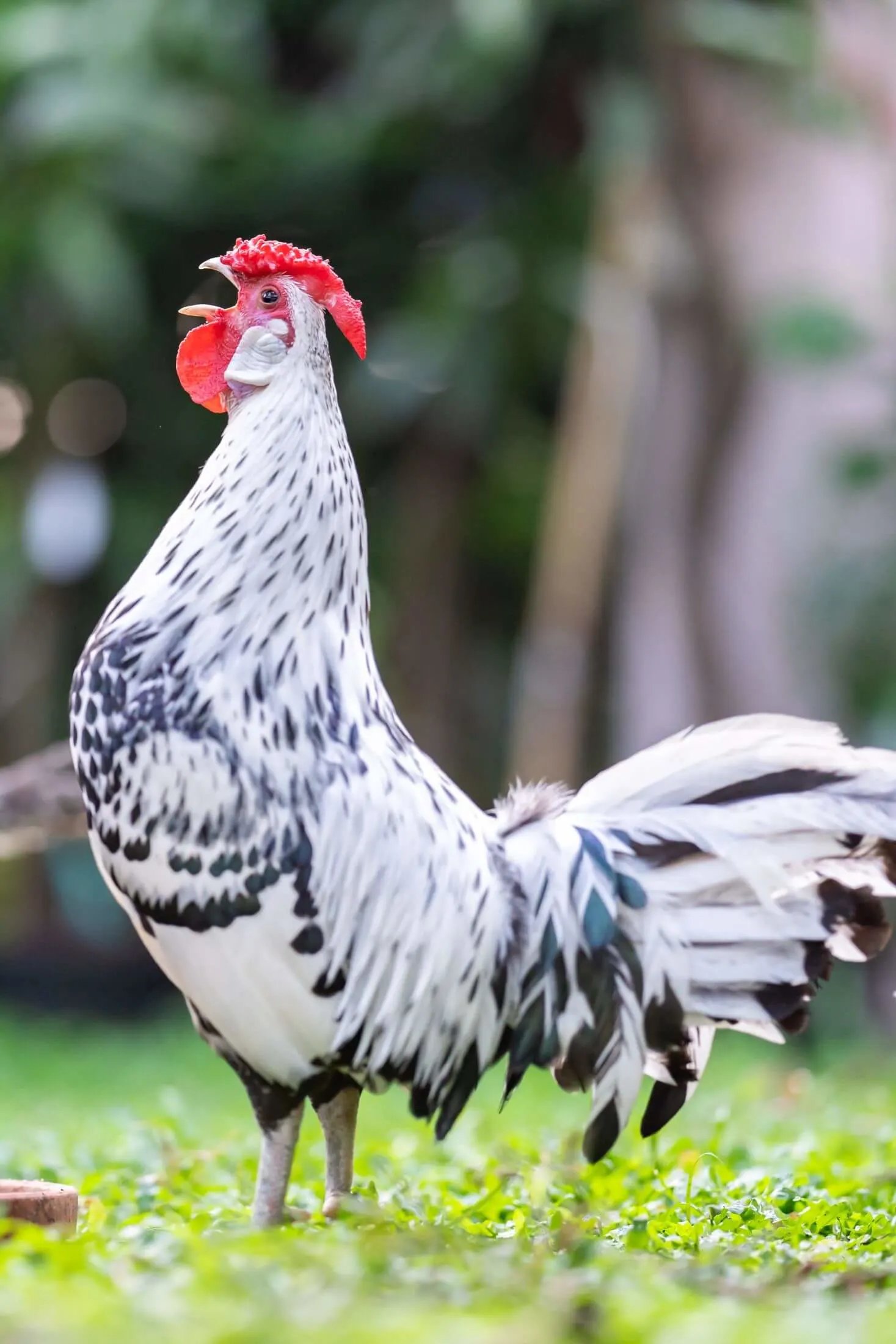 đá gà thomo trực tiếp hôm,Giới thiệu