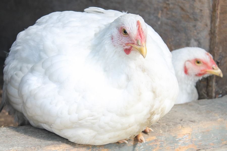 đá gà thomo ngày 10 tháng 3 năm 2019,Đá gà Thomo ngày 10 tháng 3 năm 2019: Thứ hai, một ngày đầy kịch tính đá gà thomo ngày 10 tháng 3 năm 2019,Đá gà Thomo ngày 10 tháng 3 năm 2019: Thứ hai, một ngày đầy kịch tính