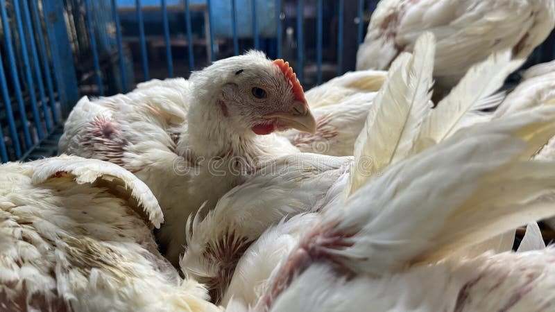 các thuật ngữ trong đá gà các thuật ngữ trong đá gà