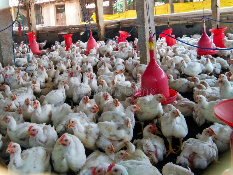 trực tiếp đá gà c3 hôm nay,Trực tiếp đá gà C3 hôm nay: Thứ hai – Kết quả và phân tích chi tiết trực tiếp đá gà c3 hôm nay,Trực tiếp đá gà C3 hôm nay: Thứ hai – Kết quả và phân tích chi tiết
