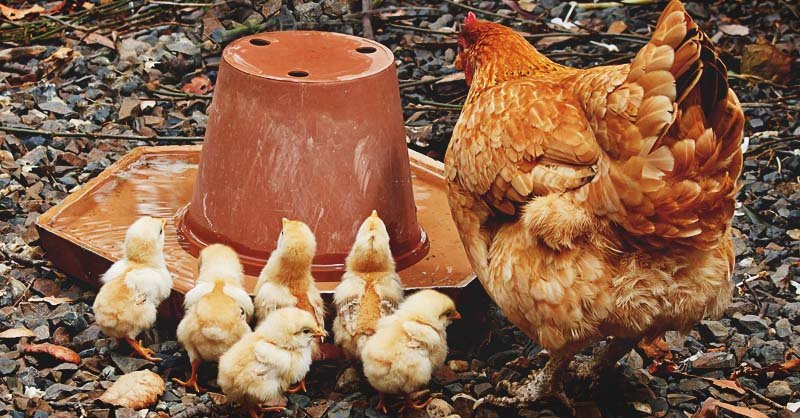 đá gà nòi cựa sắt,Đá gà nòi cựa sắt: Thứ hai cho tiêu đề bài viết đó
