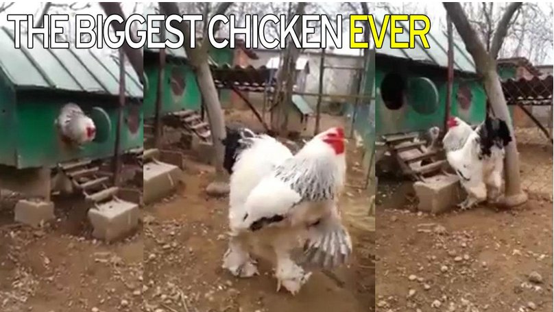 cách nuôi gà đá cho có lực,Cách Nuôi Gà Đá Cho Có Lực cách nuôi gà đá cho có lực,Cách Nuôi Gà Đá Cho Có Lực