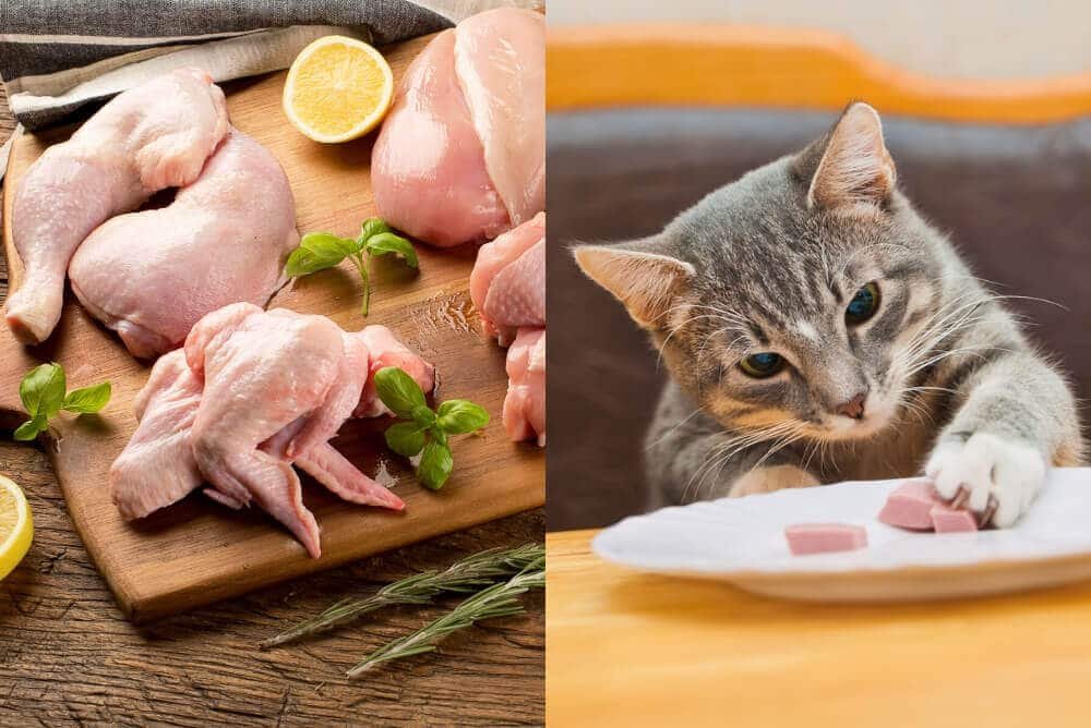 bán chuồng gà đá,Bán Chuồng Gà Đá – Giải Pháp Thời Đại Cho Chăn Nuôi Gà bán chuồng gà đá,Bán Chuồng Gà Đá – Giải Pháp Thời Đại Cho Chăn Nuôi Gà