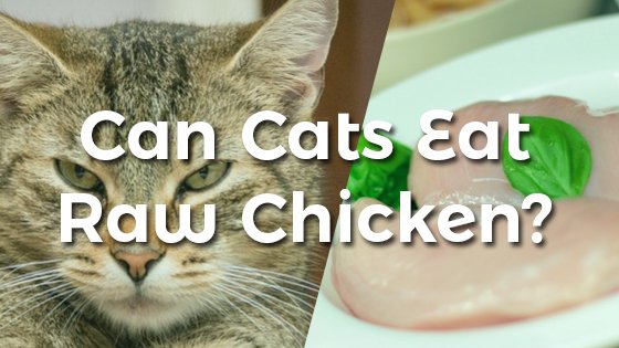 giống gà đá mới nhất hiện nay giống gà đá mới nhất hiện nay
