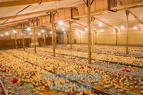 đá gà thomo ngày 6 tháng 7,Đá gà Thomo ngày 6 tháng 7: Thứ hai, Những Chi Tiết Đặc Biệt Của Cuộc Đá Gà Đỉnh Cao